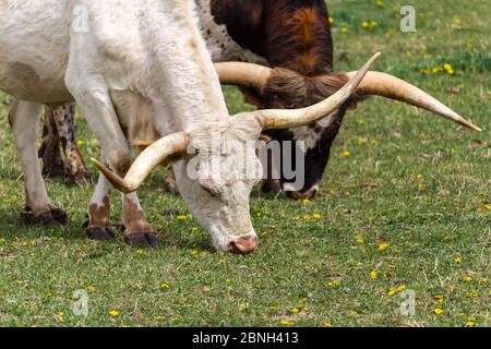Detail von zwei braunen und weißen texas Longhorn fressen Gras auf Wiese Stockfoto