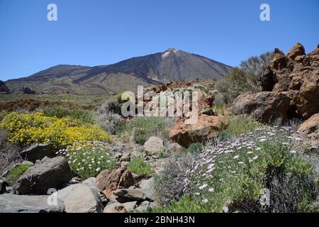 Überflutung endemischer Wildblumen, darunter Strauchzwerge (Pterocephalus lasiospermus), Teide-Wandblume (Erysimum scoparium), Teide-klebriger Besen ( Stockfoto