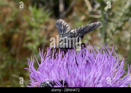 Pferdefliege (Pangonius funebris), eine Schreinbiene, die ihre langen Rüben benutzt, um auf Milchdistel (Carduus marianus) zu fäuern, Lesbos / Lesvos, Griechenland, Stockfoto