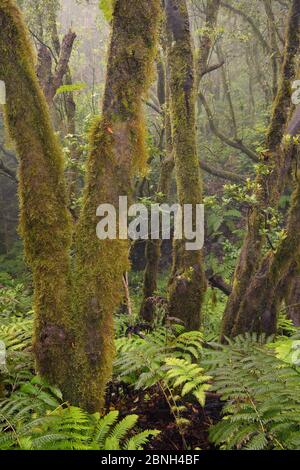 Moos bedeckte Bäume und dichte Unterstory von Farnen in Bergland, Wolke gehüllten Lorbeer Wald, Anaga Gebirge, Teneriffa, Mai 2014.. Stockfoto
