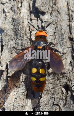 Mammutwespe / Riesenwespe (Megascolia maculata maculata) Weibchen, die sich an einem Baumstamm sonnen, Lesbos/ Lesvos, Griechenland, Mai. Stockfoto