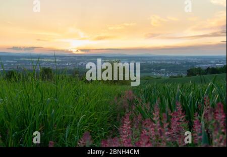 Baum mit bunten Blumen und Stadt Ceske Budejovice bei Sonnenuntergang. Tschechische Landschaft Stockfoto