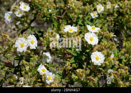 Cistus monspeliensis (engblättriger Zistus) blühend an Berghängen, Teide Nationalpark, Teneriffa, Mai. Stockfoto