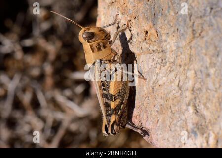 Rosenflügelgrashüpfer / Stachelrebe (Calliptamus barbarus) sonnt sich auf einem Felsblock, Patmos, Dodekanes Inseln, Griechenland, Mai. Stockfoto