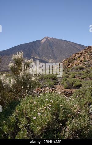 Strauchbärtige (Pterocephalus lasiospermus) und Teide-Weißer Besen (Spartocytisus supranubius), die an den Hängen des Teide, Teide National, blühen Stockfoto