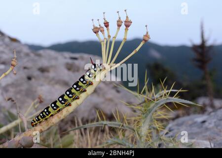 Weißwabenraute (Hyles euphorbiae) auf breitblättrigen, bauchigen, bauchigen Rindengewächse / Myrtengewächse (Euphorbia myrsinites), die ihre Blätter entblößt haben, auf Limetten Stockfoto