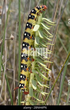 Fischfalter (Hyles euphorbiae) Fütterung von Fischfalter (Euphorbia paralias) zwischen Sanddünen, Lesbos / Lesvos, Griechenland, Mai. Stockfoto