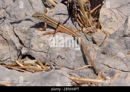 Schlangeneidechse (Ophisops elegans), die sich auf Felsen sonnen, Leros, Dodekanes Inseln, Griechenland, August. Stockfoto