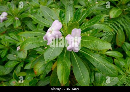 Strauch Balsam / Oliver's touch me not (Impatiens sodenii / oliveri) eine ostafrikanische Art, die auf den Kanaren eindringenden, im Vorläufer des Berglauches blühenden Stockfoto