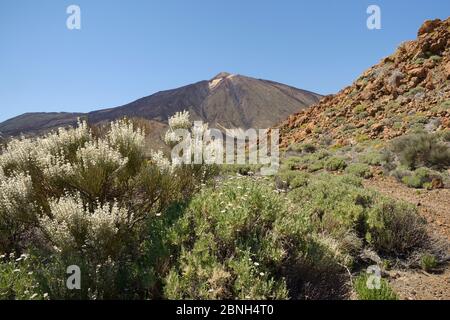 Teide-Weißbesen (Spartocytisus supranubius) und Strauchbauch (Pterocephalus lasiospermus), die an den Hängen des Teide, Teide National, blühen Stockfoto