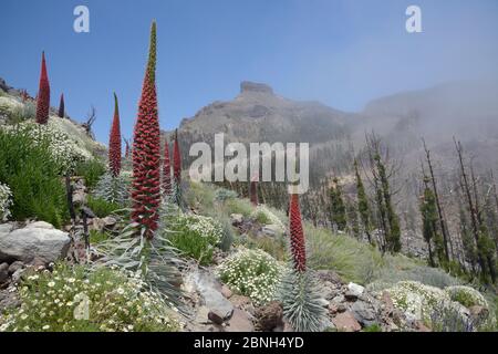 Drei Meter hoher Teide bugloss / Turm der Juwelen / Rottajinaste (Echium wildpretii) blühende Ähren und Klumpen von Teide marguerite (Argyranthe Stockfoto