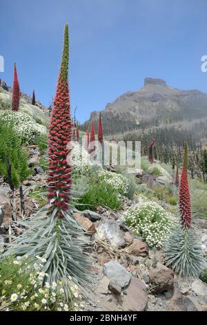 Drei Meter hoher Teide bugloss (Echium wildpretii) blühende Ähren und Klumpen von Teide marguerite (Argyranthemum teneriffae) auf nebligen Bergen Stockfoto