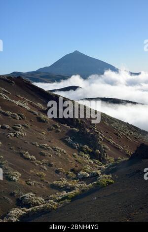 Klumpen des Teide-Weißbesen (Spartocytisus supranubius), der an vulkanischen Hängen blüht, mit einem Meer von Wolken, die sich erheben, und El Teide im Hintergrund in Sonnen Stockfoto