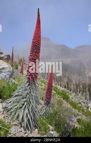 Drei Meter hoher Teide bugloss (Echium wildpretii), der neben Teide-Wandblumen (Erysimum scoparium) am nebeligen Berghang Teide Nationa blüht Stockfoto