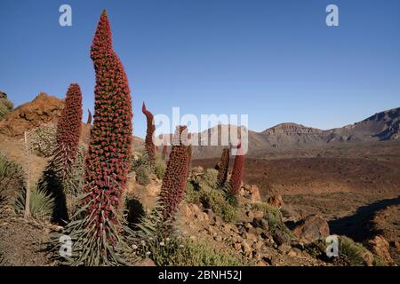 Drei Meter hohe Spitze des Teide bugloss (Echium wildpretii) am Berghang mit Blick auf die Caldera Las Canadas, Teide Nationalpark, Te Stockfoto