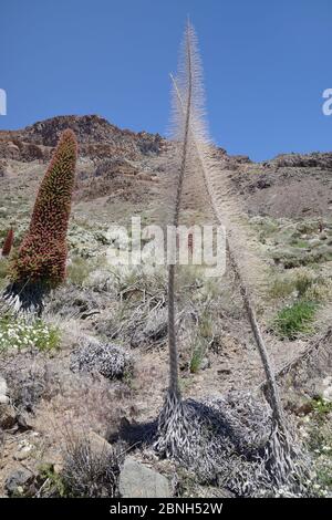 Getrocknete Skelette und blühende Spitzen des Teide bugloss (Echium wildpretii) Blütenspitzen in der Caldera Las Canadas, Teide Nationalpark, Teneriffa Stockfoto