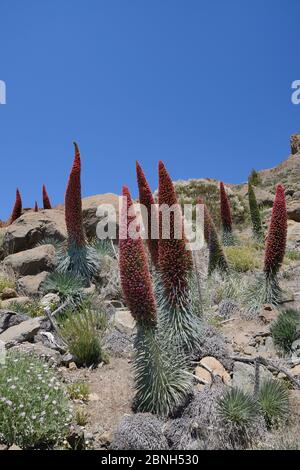 Masse des Teide-Bugloss / Turm der Juwelen / Rottajinaste (Echium wildpretii) blühende Spitzen in der Caldera Las Canadas, Teide-Nationalpark, Te Stockfoto