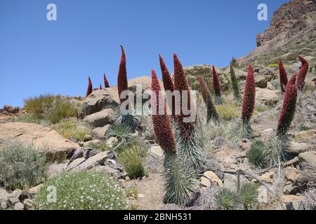 Masse des Teide bugloss (Echium wildpretii) Blühende Spikes in der Las Canadas Caldera, Nationalpark Teide, Teneriffa, Mai. Stockfoto