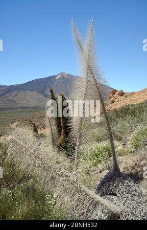 Getrocknete Skelette des Teide bugloss / Turm der Juwelen / Rottajinaste (Echium wildpretii) Blütenspitzen in der Caldera Las Canadas unterhalb des Teid Stockfoto