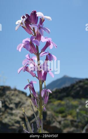 Teide-Wandblume (Erysimum scoparium), endemisch auf Teneriffa, blühend auf Lavastein, Teide-Nationalpark, Teneriffa, Mai. Stockfoto