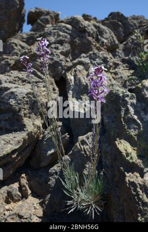 Teide-Wandblume (Erysimum scoparium), endemisch auf Teneriffa, blühend im Lavastein, Teide-Nationalpark, Teneriffa, Mai. Stockfoto