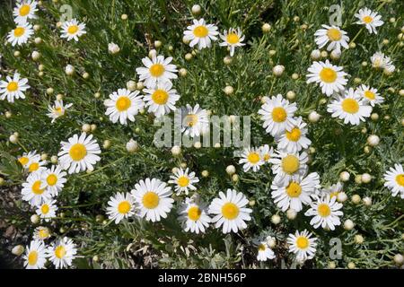 Teide marguerite / Teneriffa Daisy (Argyranthemum teneriffae), endemisch auf Teneriffa, Teide Nationalpark, Teneriffa, Mai. Stockfoto