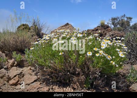 Klumpen von Teide marguerites / Tenerife Daisies (Argyranthemum teneriffae) und Teide Stroh (Descourainia bourgaeana), endemisch auf Teneriffa, blühend am Stockfoto