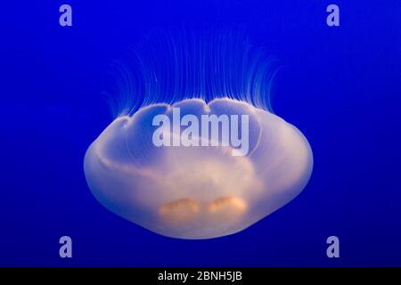 Mondquallen (Aurelia aurita) gefangen im Monterey Bay Aquarium, Kalifornien, USA. Oktober. Stockfoto