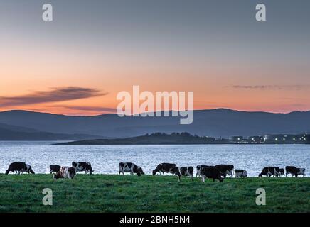 Goats Path, Bantry, Co. Cork. Mai 2020. Das Abendlicht setzt sich hinter einer Bergkette in West Cork nieder, während am späten Abend an den Ufern der Bantry Bay in der Grafschaft Cork, Irland, Rinder grasen. - Credit; David Creedon / Alamy Live News Stockfoto