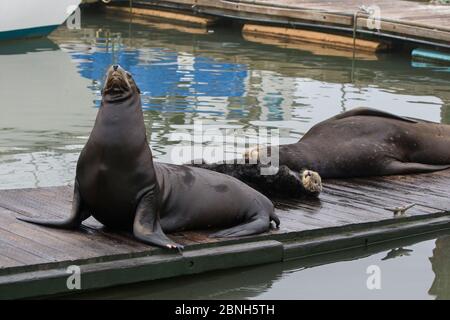 Südseeotter (Enhydra lutris) Männchen, das mit kalifornischen Seelöwen (Zalophus californianus) Moss Landing, Kalifornien, September, ausgezogen wurde. Stockfoto