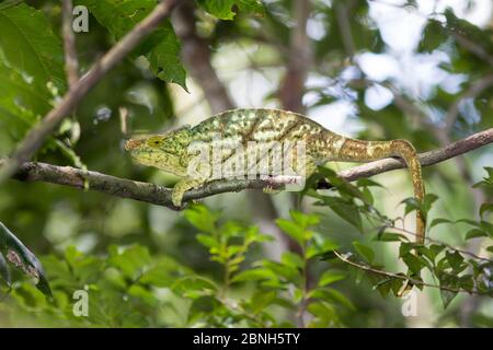 Parson's Chameleon (Chamaeleo parsonii) Profil, Masoala Nationalpark, Madagaskar Stockfoto