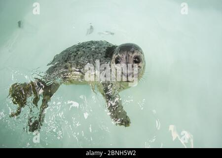 Seehundrobbe (Phoca vitulina) verwaiste Welpen, Alaska Sea Life Center, Seward, Alaska, USA, Juni. Stockfoto