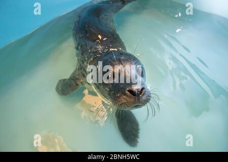 Seehundrobbe (Phoca vitulina) verwaiste Welpen, Alaska Sea Life Center, Seward, Alaska, USA, Juni. Stockfoto