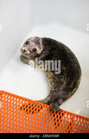 Seehundrobbe (Phoca vitulina) verwaiste Welpen, Alaska Sea Life Center, Seward, Alaska, USA, Juni. Stockfoto