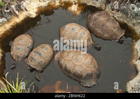 Aldabra Riesenschildkröten (Aldabrachelys gigantea) ruht in einem Pool kühl zu halten, Grand Terre, Weltnaturerbe, Aldabra Stockfoto