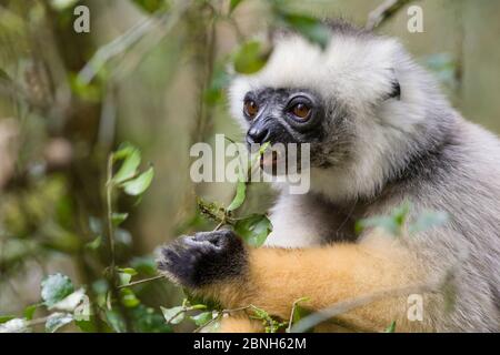 Diademed sifaka (Propithecus diadema) Fütterung, Andasibe-Mantadia National Park, Madagaskar. Stockfoto