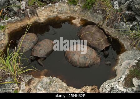 Aldabra Riesenschildkröten (Aldabrachelys gigantea) ruht in einem Pool kühl zu halten, Grand Terre, Weltnaturerbe, Aldabra Stockfoto