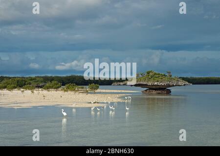 Dimorphe Reiher (Egretta dimorpha) und Krabbenpfeifer (Dromas ardeola) am Rande der Aldabra Lagune mit Korallen "MUSHROWs", Naturerbe, Al Stockfoto