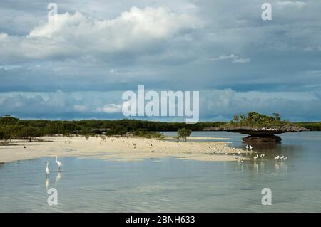 Dimorphe Reiher (Egretta dimorpha) und Krabbenpfeifer (Dromas ardeola) am Rande der Aldabra Lagune mit Korallen "MUSHROWs", Naturerbe, Al Stockfoto