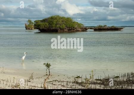 Dimorphe Reiher (Egretta dimorpha) am Rande der Aldabra Lagune mit Korallen "MUSHROWERT", Naturerbe, Aldabra 2006 Stockfoto