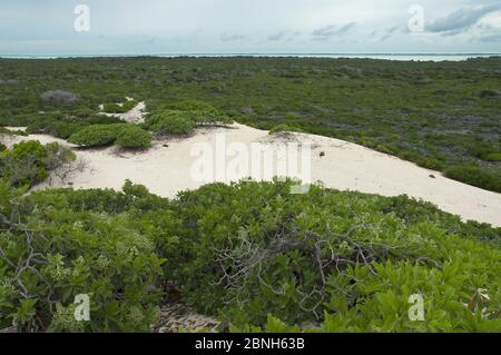 Aldabra Riesenschildkröten (Aldabrachelys gigantea) Luftaufnahme der Dünen an der Südküste von Grand Terre, Lagune in der Ferne, Naturwelt Heritag Stockfoto