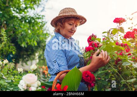 Ältere Frau, die Blumen im Garten überprüft. Frau mittleren Alters bewundernd Rosen Busch. Gartenkonzept Stockfoto