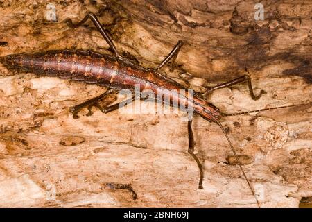 Südliche zweigestreifte Stemmstange (Anisomorpha buprestoides) weiblich, orange Farbform, Texas, USA, Oktober. Stockfoto