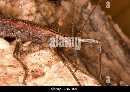 Südliche zweigestreifte Stemmstange (Anisomorpha buprestoides) weiblich, orange Farbform, Texas, USA, Oktober. Stockfoto