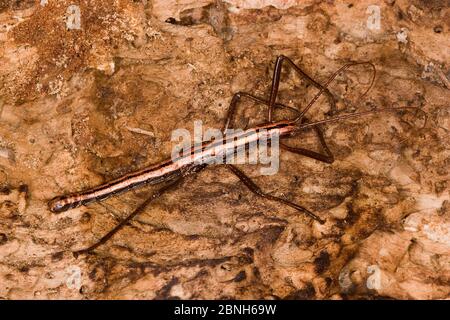 Südlicher zweistreifiger Spazierstock (Anisomorpha buprestoides), orange, Form, Texas, USA, Oktober. Stockfoto