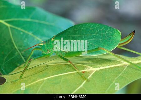 Gewöhnliches wahres Katydid (Pterophylla camellifolia) auf Blatt, New Jersey, USA. Stockfoto