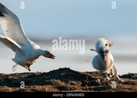 Schneegans (Chen caerulescens) mobbing Arctic Fox (Alopex lagopus) Wrangel Island, Fernost Russland, Juni. Stockfoto