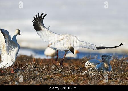 Schneegäse (Chen caerulescens) mobbing Arctic Fox (Alopex lagopus) Wrangel Island, Fernost Russland, Juni. Stockfoto