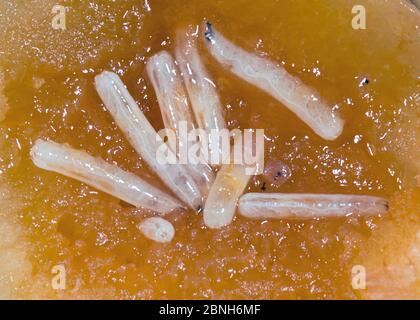 Mediterrane Fruchtfliege (Ceratitis capitata) Larven in Aprikosenfrüchten führten Schädlingsarten in Australien ein. Stockfoto