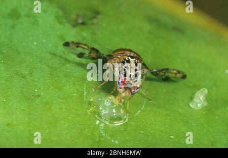 Mediterrane Fruchtfliege (Ceratitis capitata) Fütterung von unreifen Papaya-Früchten. Einführung von Schädlingsarten in Australien. Stockfoto